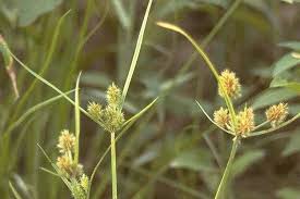 Image result for Cyperus squarrosus