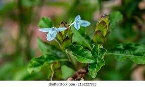 Image result for Ecbolium clarkei