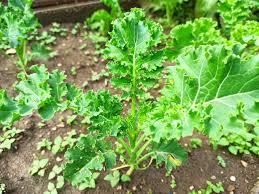 Image result for kadeřávek