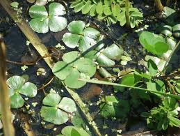 Image result for Marsilea villifolia