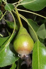 Image result for Pycreus pauper