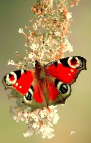 Black And White Striped Butterfly With Red Dots Peacock Butterfly Peacock Butterfly Beautiful Butterflies Butterfly Flowers