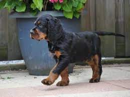 Gordon Setter Puppy Nice Guy From The Noble Friends Kennel From The Noble Friends Setter Puppies Gordon Setter Puppies