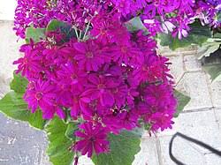 Image result for Cineraria mazoensis