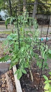 Image result for tomato seedling fusarium wilt