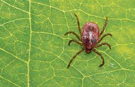 Chronische Borreliose Gefahrliche Fehldiagnose