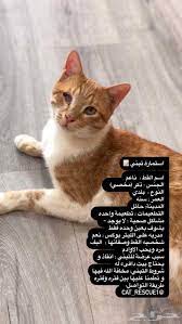 قطط للتبني في حائل