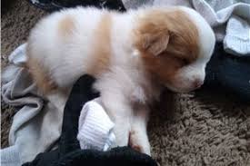 Maybe you would like to learn more about one of these? Pomeranian Puppies For Sale From South Jersey New Jersey Breeders