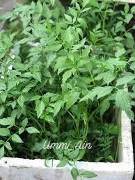 Pokok selom atau nama botaninya, oenanthe javanica adalm pokok ulam yang banyak khasiatnya. Tanam Ulam Selom Paling Mudah Rendam Batang Lepas Seminggu Keluar Akar Rahsianya Kena Ketuk Bawang Merah Keluarga