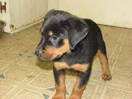 When it comes time to make a selection out of. Rottweiler Puppies For Sale Tarboro Nc Rottweiler Puppies Rottweiler Puppies For Sale Rottweiler