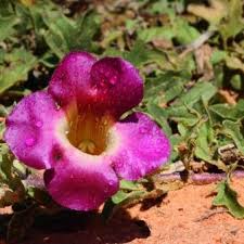 Image result for Harpagophytum zeyheri