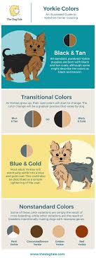 Yorkshire terrier puppies can be born of colors that automatically deprive them of the necessary qualities to become the proper colors of the breed. Yorkie Colors An Illustrated Guide To Yorkshire Terrier Coloring