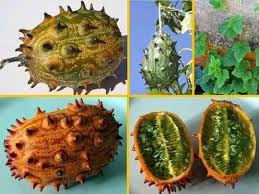 Image result for Grewia avellana