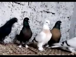 Mardin Dargecit Den Seyhmus Kardesimizin Guvercin Kumesi Risasi Miro Yusufi Ve Mardinler Youtube