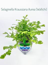 Image result for Salacia kraussii