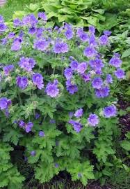 Image result for Geranium bohemicum Orhcid Blue