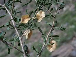 Image result for Balanitaceae