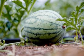 We did not find results for: How To Grow Watermelon Better Homes Gardens