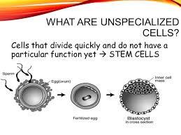 Due to rendering issues, text has been converted to paths, check bottom layer for editable text. Specialized Cells 50 75 Trillion Cells In Your Body Ppt Video Online Download