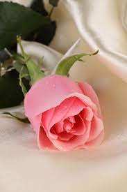 Gambar wallpaper bunga yg indah gudang wallpaper sumber gudangwallpapermu.blogspot.co.id. Gambar Bunga Mawar Yang Cantik Cantik Wallpaperjapanese Beautiful Rose Flowers Good Morning Flowers Good Morning Roses