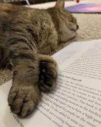 Pin By Nicky Crawford On Critters Most Beautiful Cat Breeds Animal Lover Cats