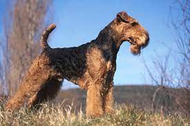 Their tails docked, dew claws removed. Airedale Terrier Dog Breed Information