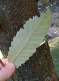 Image result for Callicoma