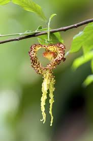 Image result for Monodora