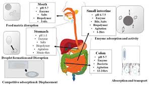 Vitamin D Bioavailability In The Gut Review Sept 2017