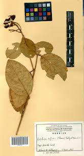 Image result for Ritchiea