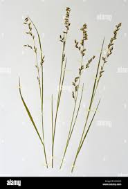 Image result for Triceratella drummondii