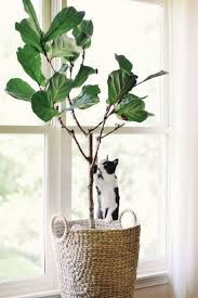 Before purchasing a fiddle leaf fig plant of your own. Pin On Hair Beauty That I Love