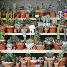 Here are many 'how to' videos on all aspects of cacti and succulent plant growing as well as other plants. Clay Kedem Bohemian Diesel Blog Cacti And Succulents Plants Cactus Plants