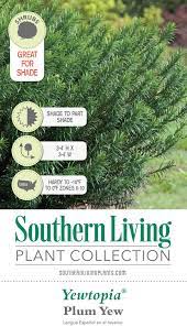 This is a great choice for shaded areas where you need a. Yewtopia Plum Yew Shop Online With Plantsbymail Com