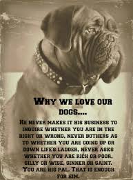 Special needs french bulldogs in the past have been placed in their forever homes without an adoption fee based on the home being a good fit as was the case with. Lone Star Dog Ranch Bordeaux Dog Dogs French Mastiff Dog