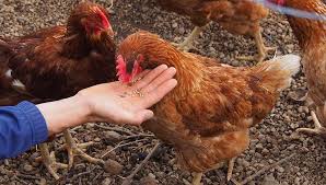 Poultry feed is food for farm poultry, including chickens, ducks, geese and other domestic birds. Top 7 Chicken Feed Brands The Happy Chicken Coop