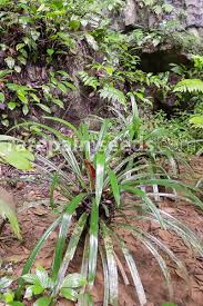 Image result for Pandanus sp. A