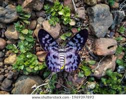 In their natural environment, where gypsy moths have developed in harmony with numerous predators. Kzacblmqlhpb1m