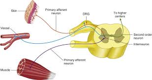 We did not find results for: 2 Functional Neuroanatomy And Physiology Of The Masticatory System Pocket Dentistry
