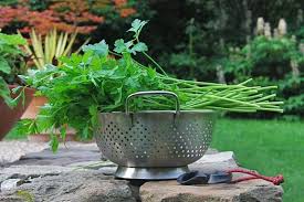 Prepping the parsley for freezing. Growing And Storing A Year Of Parsley A Way To Garden