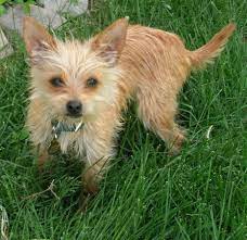 Chorkie Dog Breed Information And Pictures