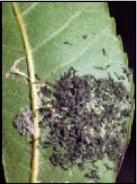 Austin Pecan Web Worms Worms In Pecan Trees Austin Texas Webworms