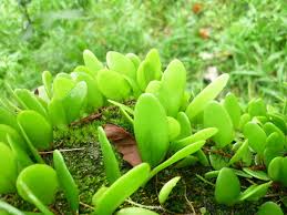 Image result for Pyrrosia