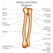 Radii) is one of the two long bones present in the forearm, located laterally in the the proximal radius comprises the articular radial head and immediately distally is the radial neck. Medizinische Ausbildung Diagramm Der Biologie Fur Radius Und Ulna Diagramm Vektor Illustration Lizenzfrei Nutzbare Vektorgrafiken Clip Arts Illustrationen Image 79651454