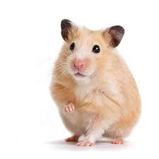 Baby syrian hamsters long and short haired available boys and girls hand tame handle daily but adults and kids ready to go. Hamster Varieties Getting A Hamster Hamsters Guide Omlet Us