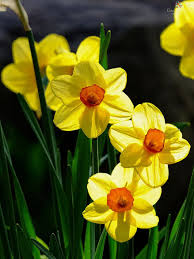 Yellow Daffodil Daffodils Types Of Flowers Spring Flowers