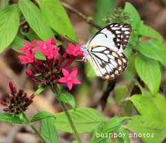 Image result for Pentas bussei