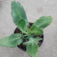 Image result for Kalanchoe daigremontiana