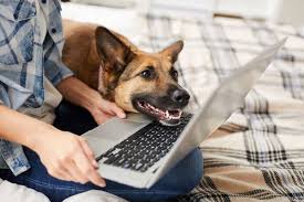 3,206 likes · 34 talking about this · 1 was here. Bbb Warning Beware Of Online Pet Product Retailers Who Fail To Deliver