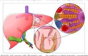 In humans, it is located in the right upper quadrant of the abdomen, below the diaphragm. 3d Printing For Liver Tissue Engineering Current Approaches And Future Challenges Semantic Scholar